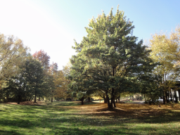 Goldener Herbst 2018