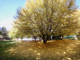 Goldener Herbst 2018